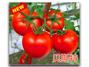 ؐ˹��-���ѷN��-��ʢ�r(n��ng)�I(y��)