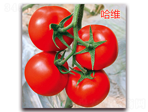 ���S-���ѷN��-��ʢ�r(n��ng)�I(y��)