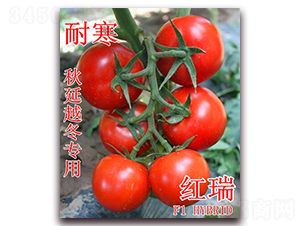 �t��-���ѷN��-��ʢ�r(n��ng)�I(y��)