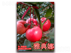 �ŵ���-���ѷN��-��ʢ�r(n��ng)�I(y��)