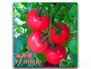 ��˹�D-���ѷN��-��ʢ�r(n��ng)�I(y��)