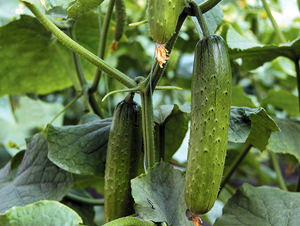 �����ļ�����-�S�ϷN��-�|��