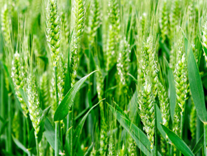 �|��25̖(h��o)-С���N��-�|��