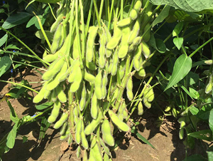 �|��37-�󶹷N��-�|��