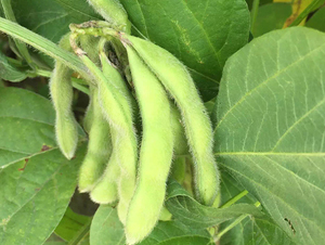 �|��88-�󶹷N��-�|��