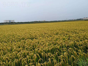 ���h��65-ˮ���N��-�|��