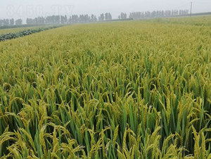 �F��15-ˮ���N��-�|��