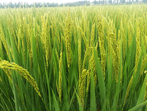 �F��16-ˮ���N��-�|��