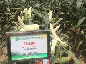 FNL80-���׷N��-�|��