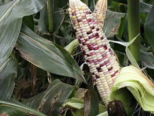 ����Ŵ1702-���׷N��-�|��