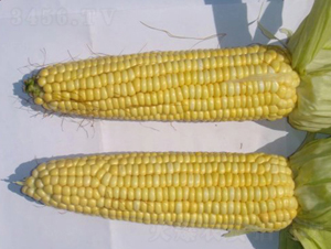 ��ճ1̖(h��o)-���׷N��-�|��