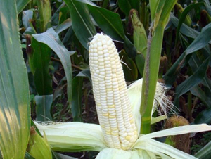 ��Ŵ3̖(h��o)-���׷N��-�|��