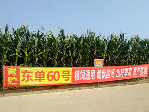 �|��60-���׷N��-�|��