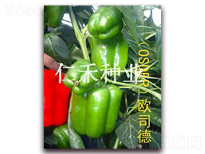 �W˾�£�OSDER��-�𽷷N��-�ʺ̷N�I(y��)