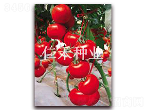 ���ȣ�ANNA��-�t�����ѷN��-�ʺ̷N�I(y��)