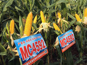 MC4592-���׷N��-�|��