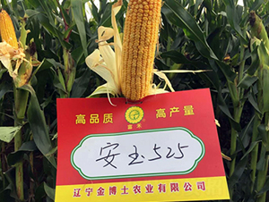 ����525-���׷N��-�|��