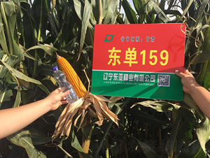 �|��159-���׷N��-�|��