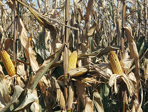 �|��181-���׷N��-�|��