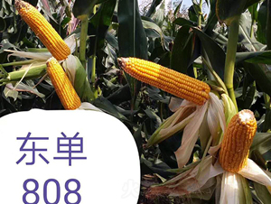 �|��808-���׷N��-�|��