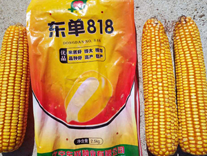 �|��818-���׷N��-�|��