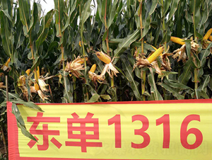 �|��1316-���׷N��-�|��