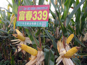 ����339-���׷N��-�|��