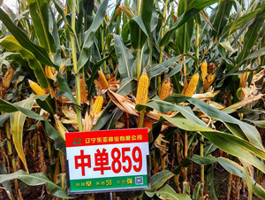 �І�859-���׷N��-�|��