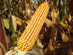 �ϻ�7138-���׷N��-�|��