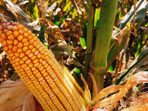 �|��705-���׷N��-�|��