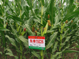 �|��19Z26-���׷N��-�|��