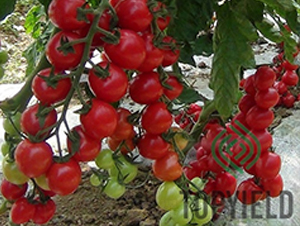 ��ؐ��-���ѷN��-�S�ǷN�I(y��)