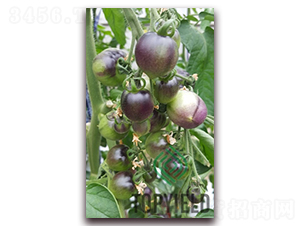 ��ؐ��-���ѷN��-�S�ǷN�I(y��)