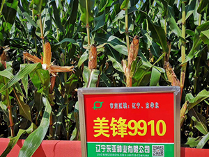 ���h9910-���׷N��-�|��