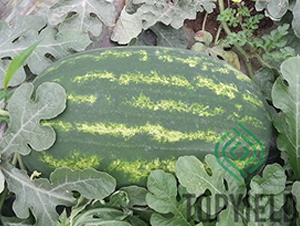 ̩��-���ϷN��-�S�ǷN�I(y��)