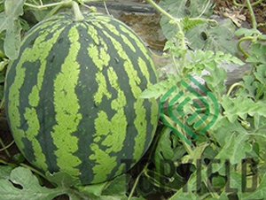 �S��8̖(h��o)-���ϷN��-�S�ǷN�I(y��)