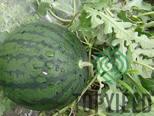 �S��1̖(h��o)-���ϷN��-�S�ǷN�I(y��)