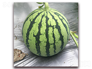 ���4̖(h��o)-���ϷN��-�S�ǷN�I(y��)