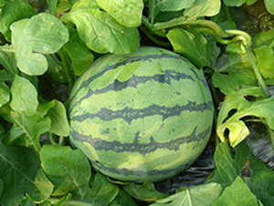 ���3̖(h��o)-���ϷN��-�S�ǷN�I(y��)