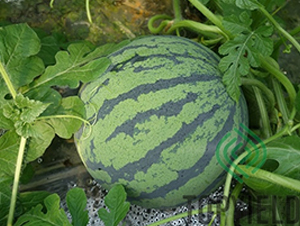 ���2̖(h��o)-���ϷN��-�S�ǷN�I(y��)