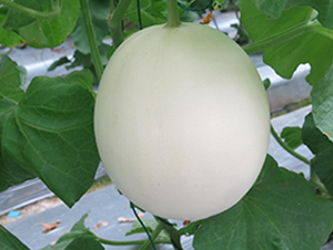 �y��58-��ϷN��-�S�ǷN�I(y��)