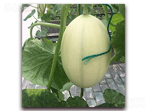 �S��1̖(h��o)-��ϷN��-�S�ǷN�I(y��)