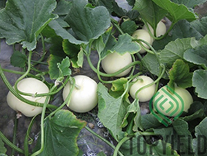 ���8̖(h��o)-��ϷN��-�S�ǷN�I(y��)