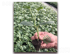 ���5̖(h��o)-��ľ�N��-�S�ǷN�I(y��)