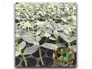 ���3̖-��ľ�N��-�S�ǷN�I(y��)