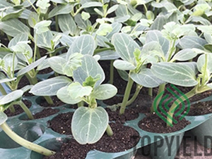 ���1̖-��ľ�N��-�S�ǷN�I(y��)