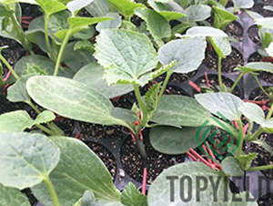 ˼?j��)?̖(h��o)-��ľ�N��-�S�ǷN�I(y��)