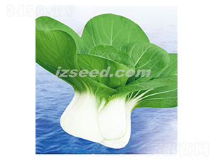 ���r�ذ���-С�ײ˷N��-�F(xi��n)���N�I(y��)