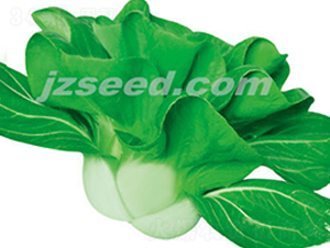 ���r�ذ���-С�ײ˷N��-�F(xi��n)���N�I(y��)