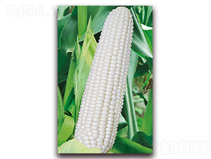 �A����Ŵ6̖(h��o)-Ŵ���׷N��-�A���N�I(y��)